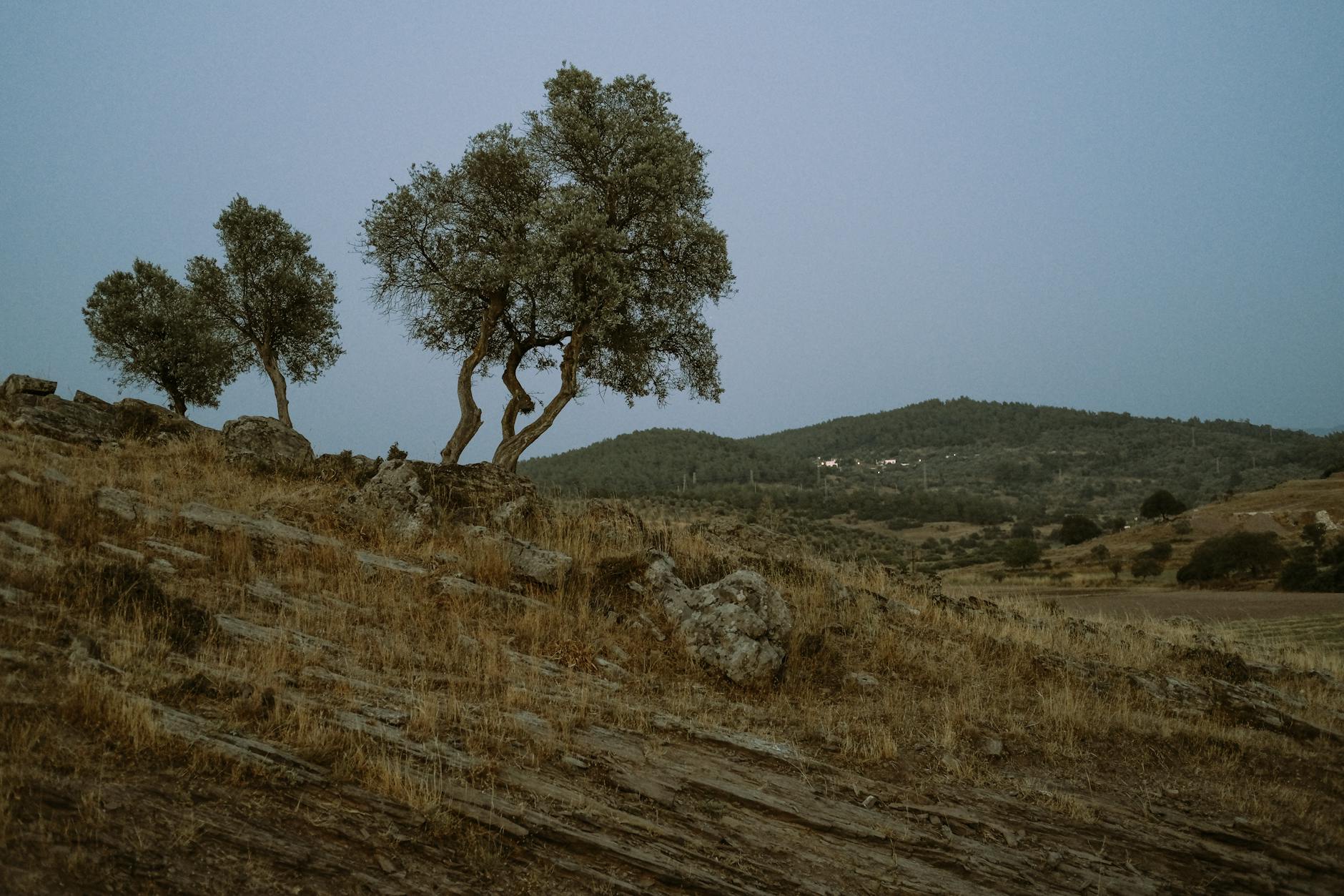 Ancient agricultural terraces at Sataf near Jerusalem