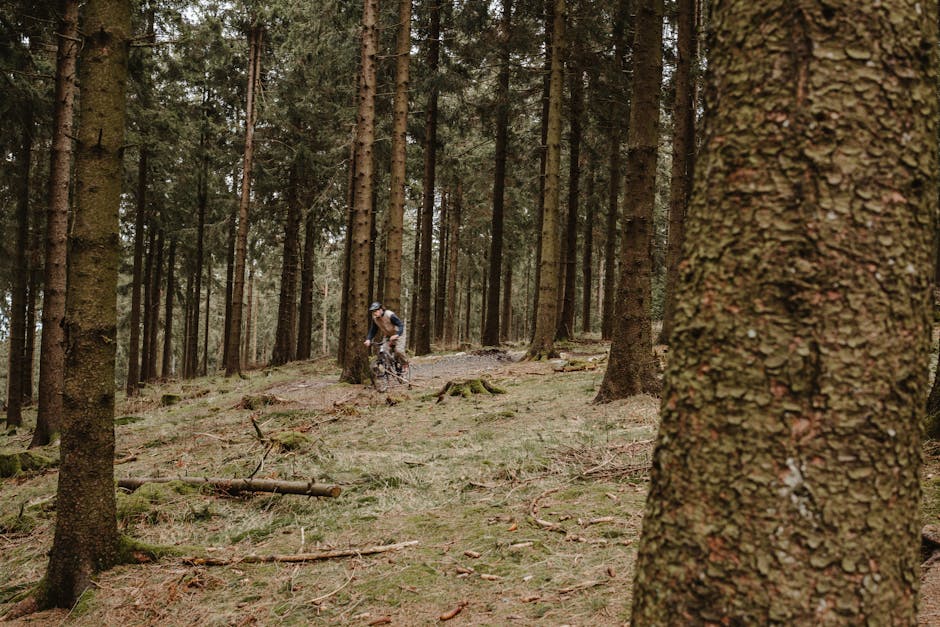 Mountain bike forest trail Israel pine