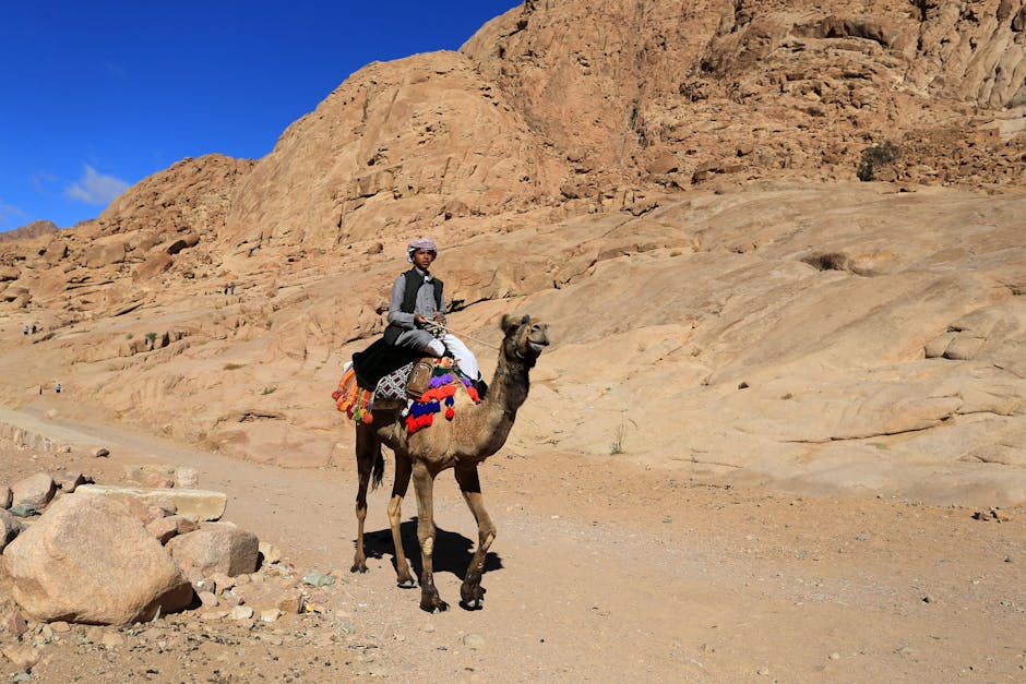 Camel desert ride Bedouin Judean