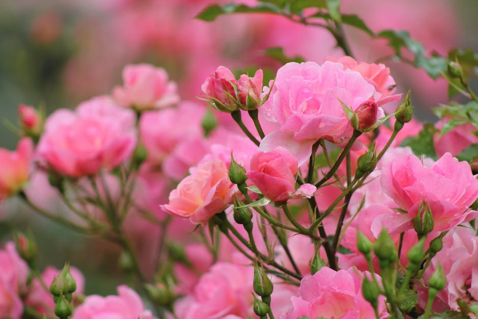 Rose garden flowers blooming colorful