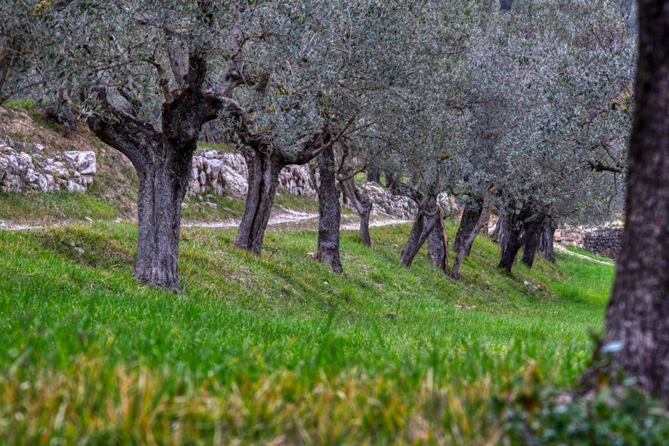 Olive trees terraced fields ancient farming