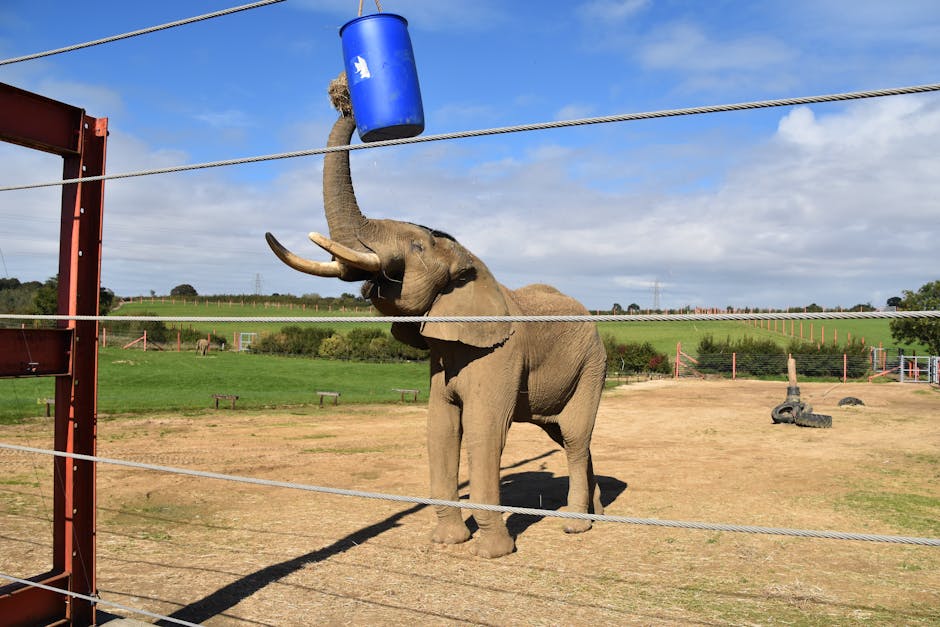 Elephants and giraffes at zoo Jerusalem family attraction