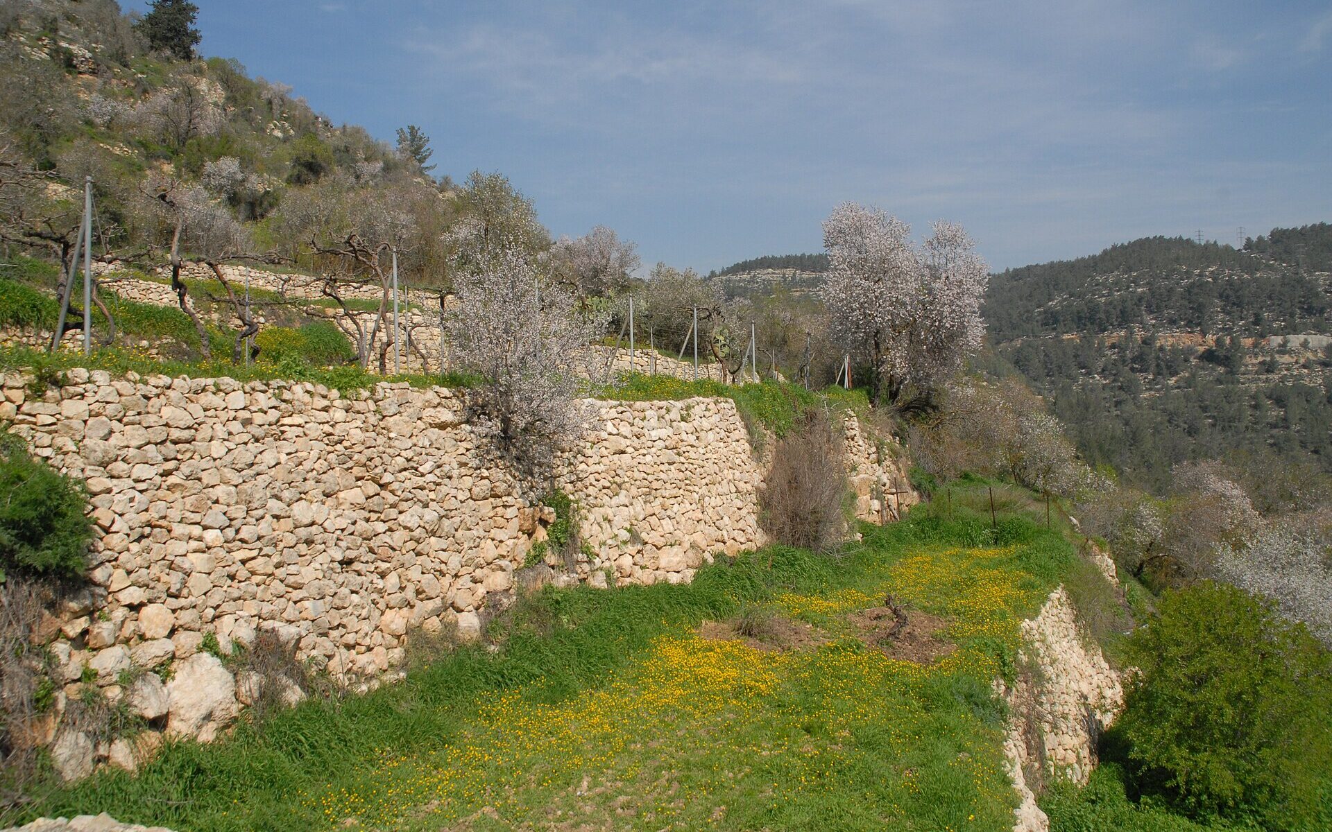 Dry-stone agricultural terraces at Sataf with trellised vines and blossoming almond trees, yellow wildflowers on the lower terrace and pine-forested hills beyond