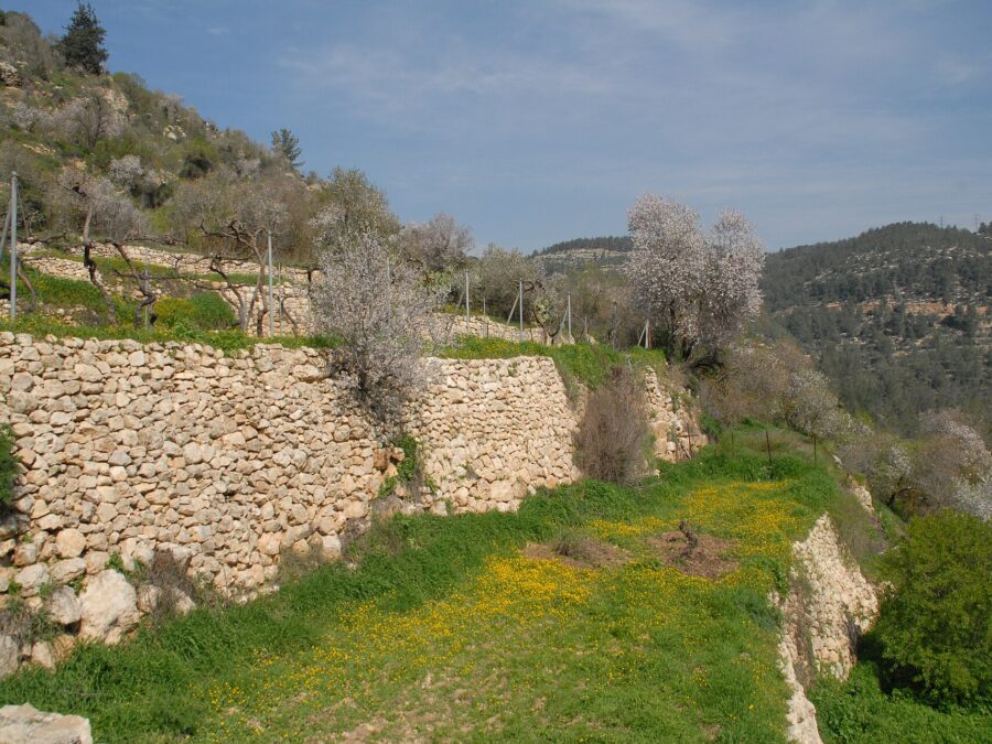 Dry-stone agricultural terraces at Sataf with trellised vines and blossoming almond trees, yellow wildflowers on the lower terrace and pine-forested hills beyond