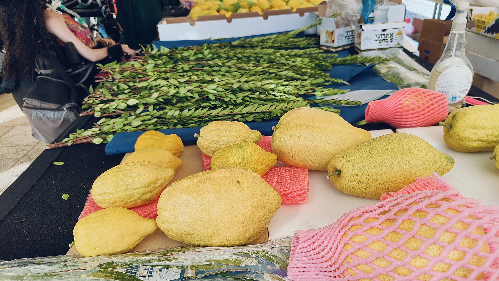 Etrog citrons laid out on foam padding beside bundles of myrtle branches at a Four Species market stall before Sukkot