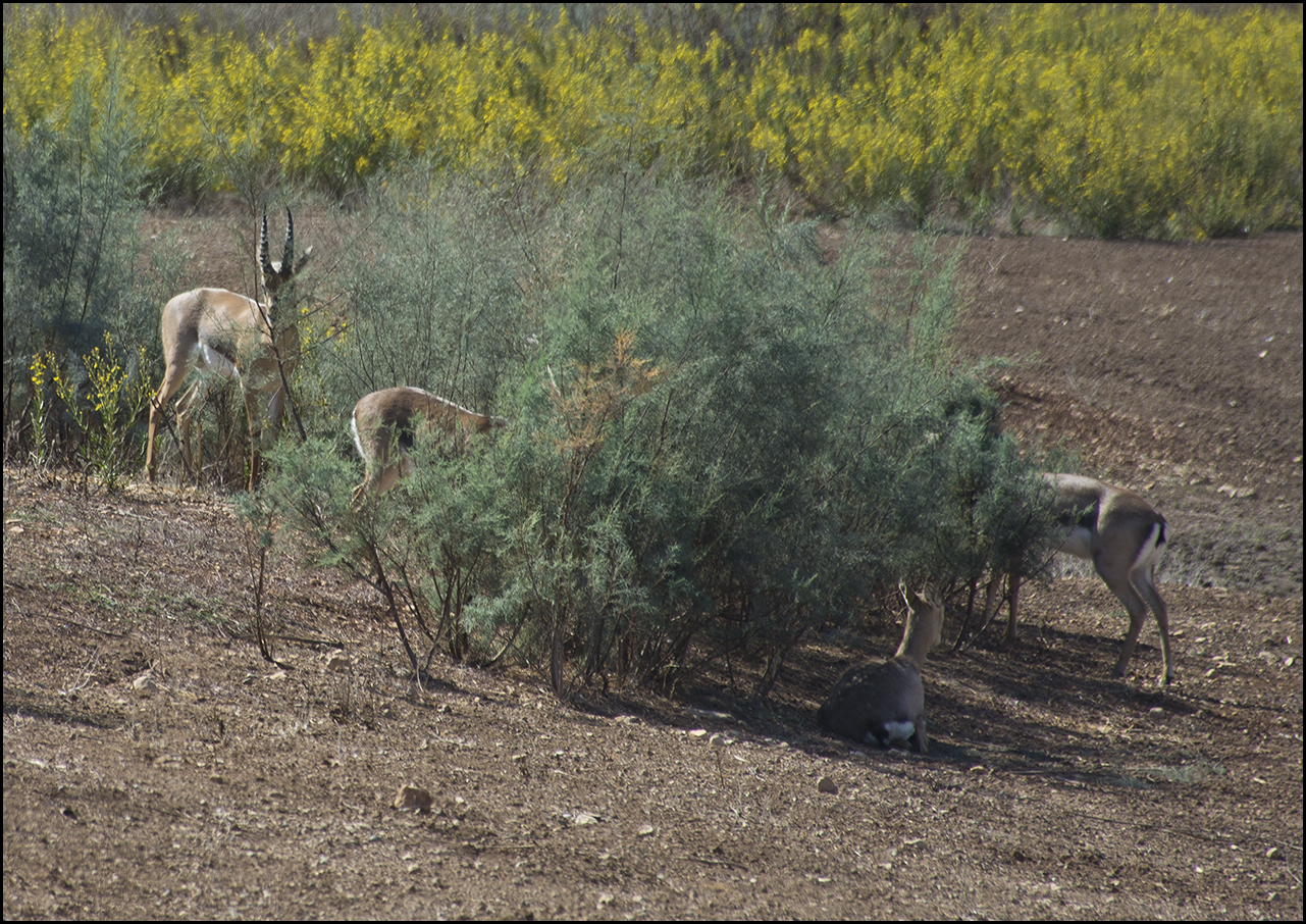 Mountain gazelles grazing among green bushes and yellow flowering shrubs in Gazelle Valley park in Jerusalem