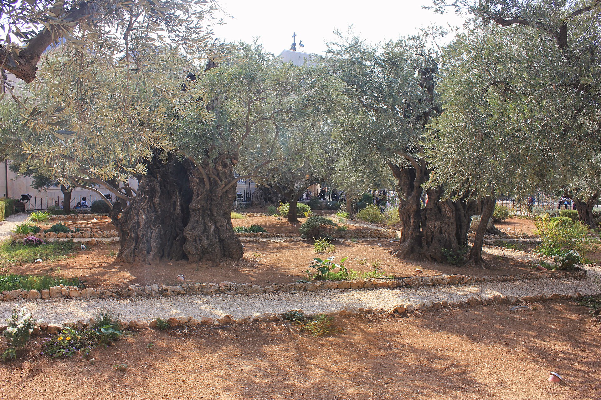 Massive gnarled trunks of ancient olive trees in the Garden of Gethsemane, set in red-earth beds edged with gravel paths below the Church of All Nations