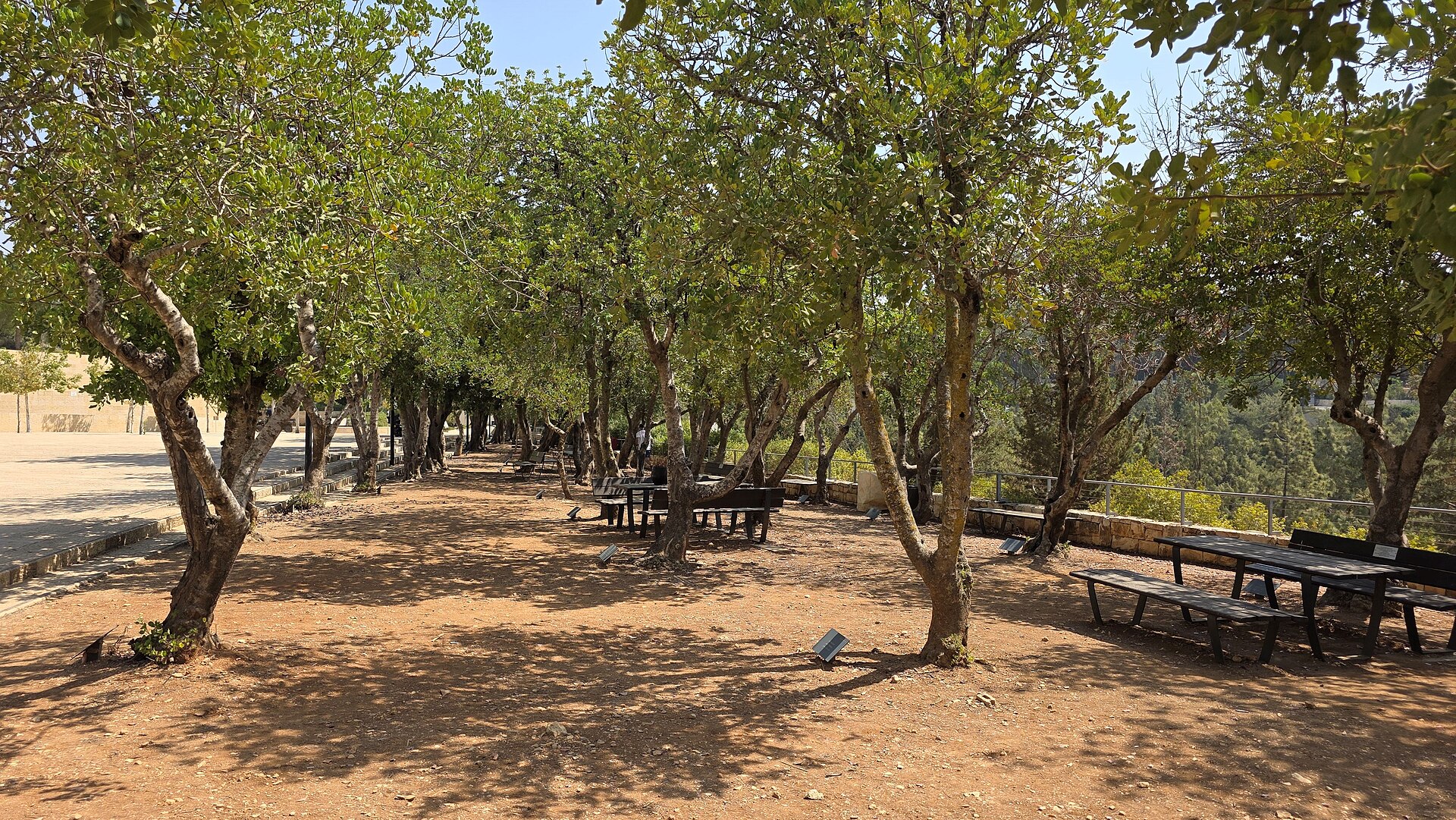 Rows of shady trees with small plaques at their bases in Yad Vashem's Garden of the Righteous Among the Nations, with picnic benches along a railing