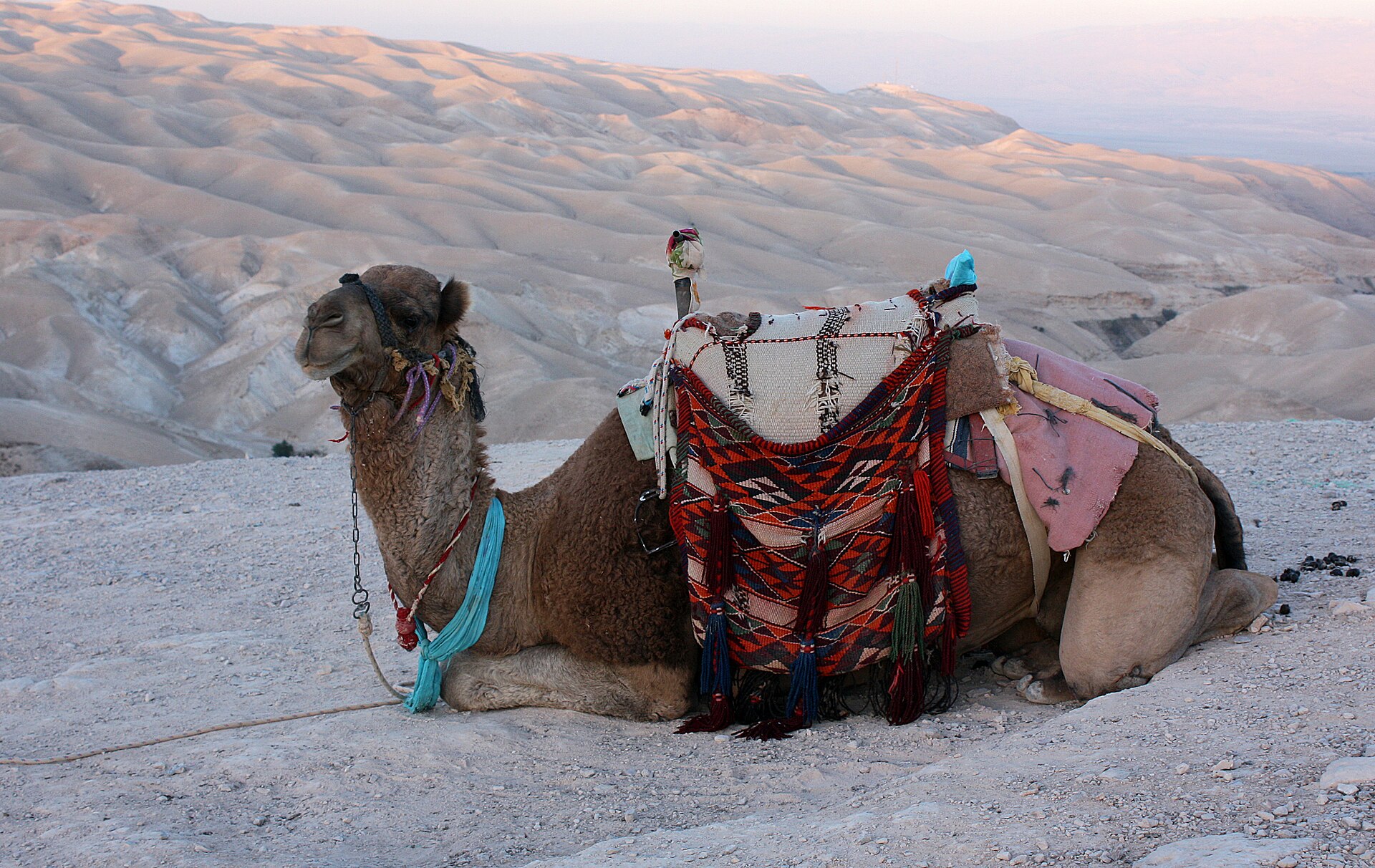 Saddled camel with colourful woven Bedouin saddlebags kneeling on a ridge, with the bare rolling hills of the Judean Desert stretching behind at dusk