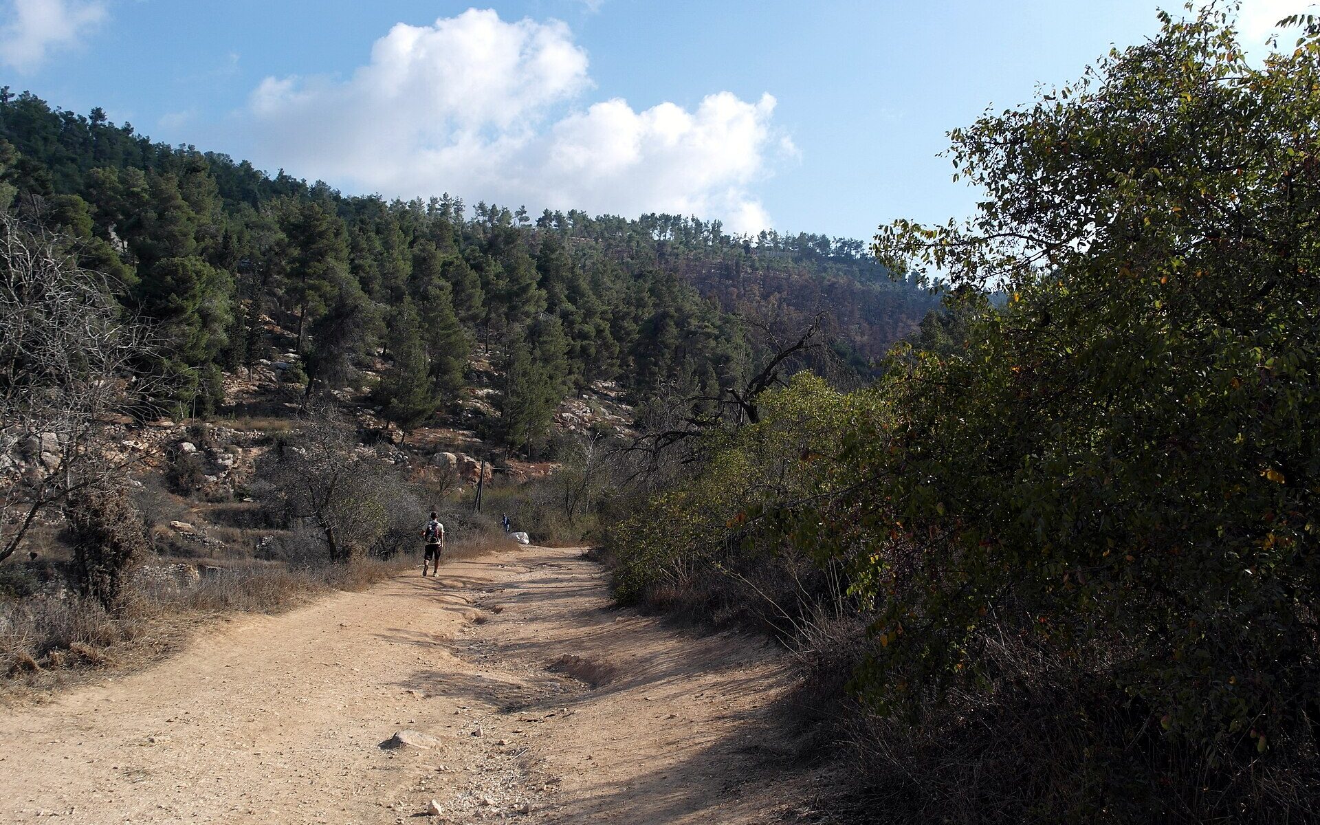 Walker with a backpack on a wide dirt trail through the Jerusalem Forest, with pine-covered hillsides, rocky terraces and white clouds overhead