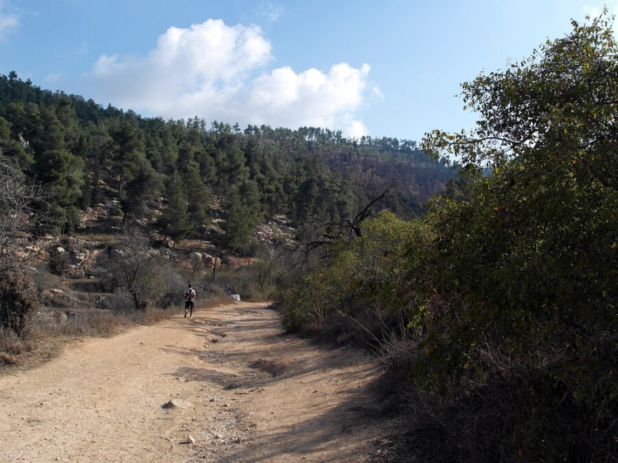 Walker with a backpack on a wide dirt trail through the Jerusalem Forest, with pine-covered hillsides, rocky terraces and white clouds overhead