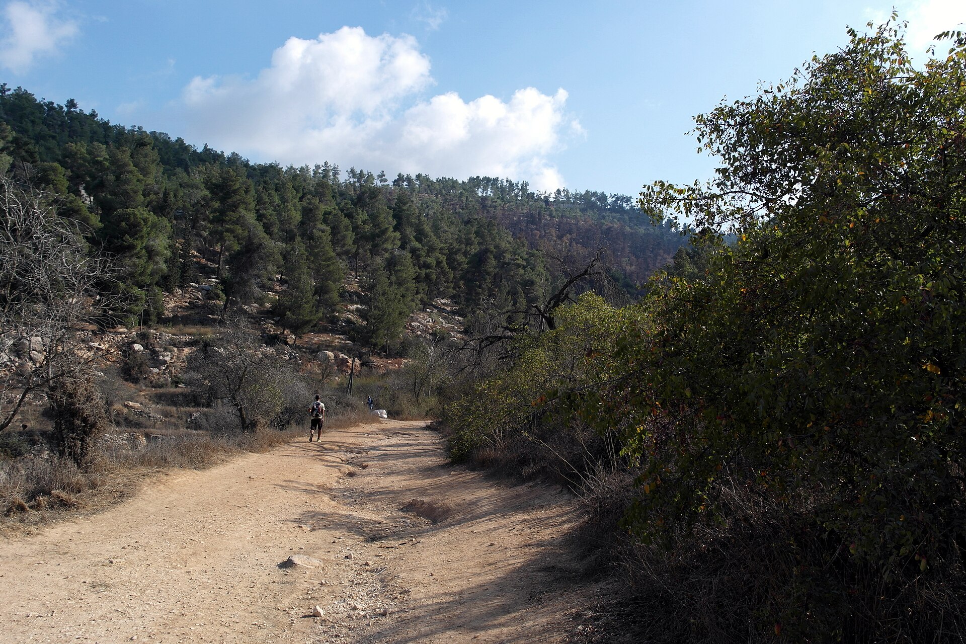 Walker with a backpack on a wide dirt trail through the Jerusalem Forest, with pine-covered hillsides, rocky terraces and white clouds overhead