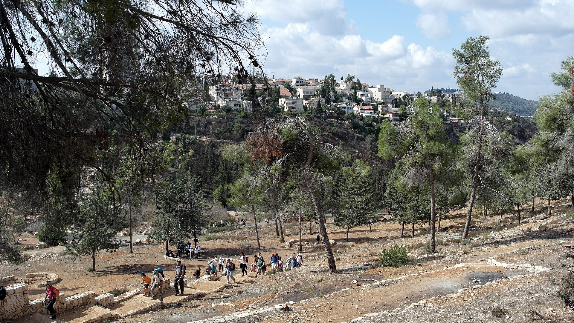 Walkers climbing stone steps through a pine grove in the Jerusalem Forest, with white houses of a Jerusalem neighbourhood on the hill above