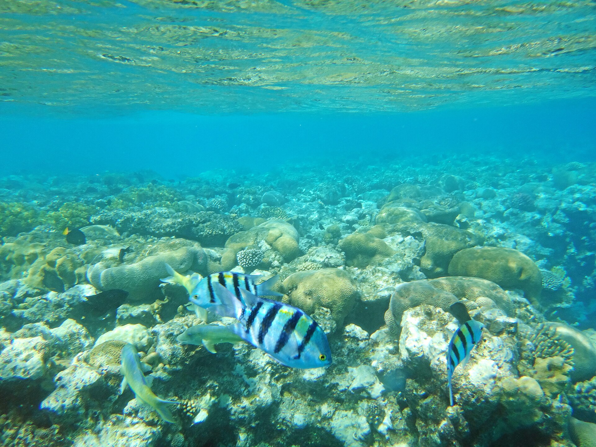 Striped fish swimming over a shallow coral reef in clear blue-green water