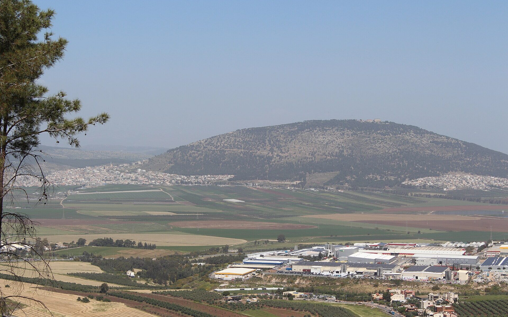 The rounded, wooded hill of Mount Tabor rising above the flat farmland and towns of the Jezreel Valley, seen from a hillside with a tree in the foreground