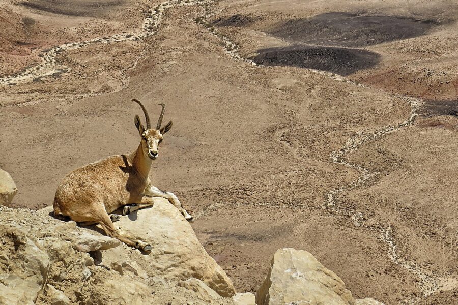 A Nubian ibex lying on a pale rock ledge, with the wide desert floor of the crater and dark volcanic patches spread out below