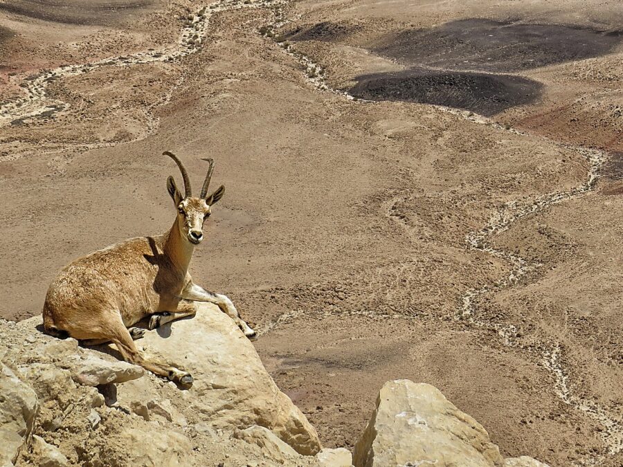 A Nubian ibex lying on a pale rock ledge, with the wide desert floor of the crater and dark volcanic patches spread out below