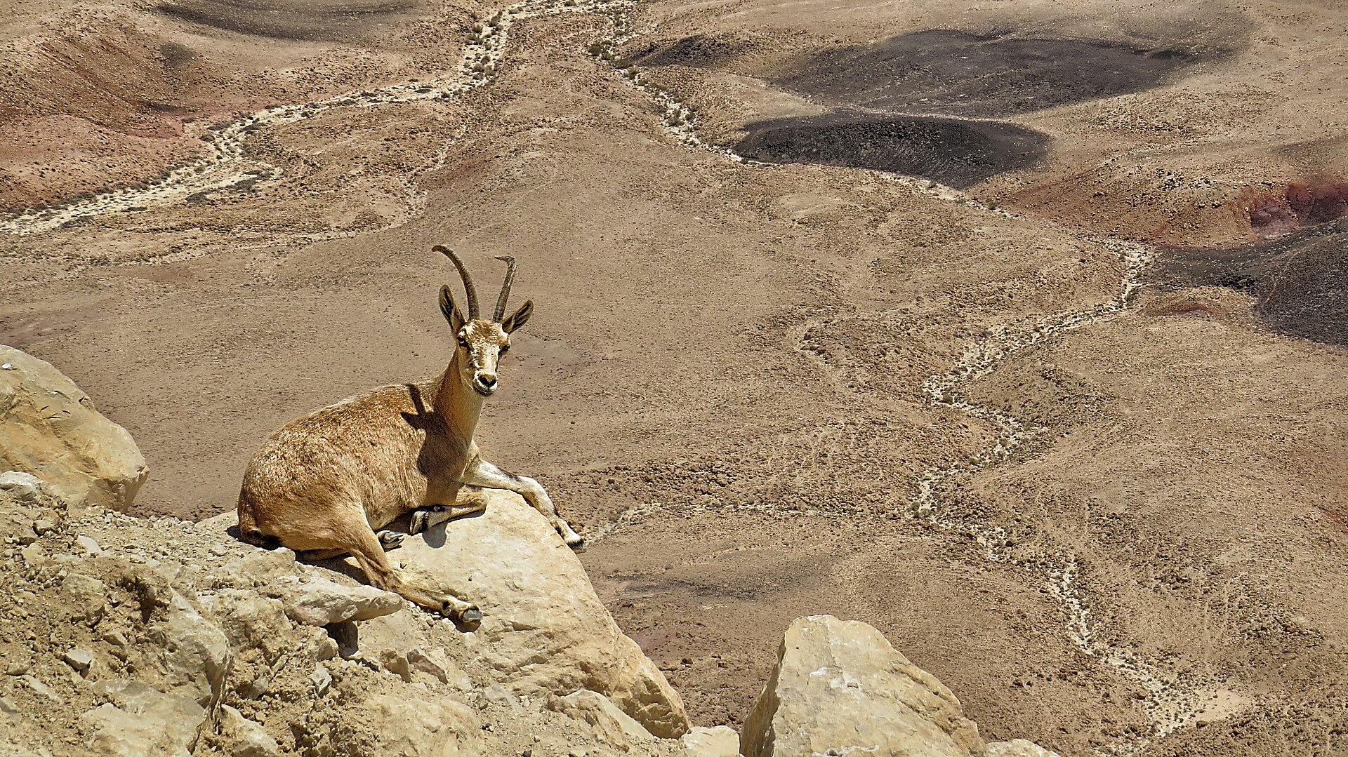 A Nubian ibex lying on a pale rock ledge, with the wide desert floor of the crater and dark volcanic patches spread out below